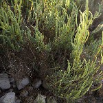 :  . . .   (Salicornia europaea)         (Chenopodiaceae).