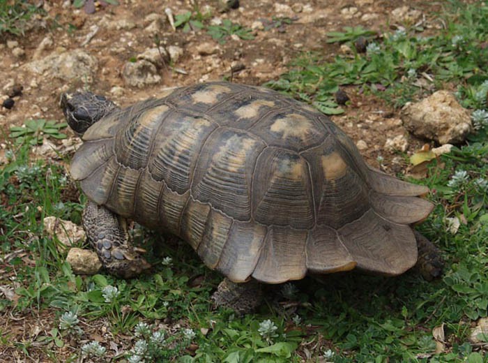 Окаймленная Средиземноморская черепаха