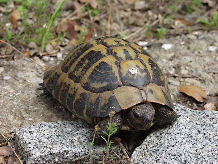 А вот и обычная Балканская черепаха. Без юбочки — как в детском саду..