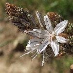 : Asphodelus ramosus