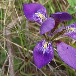 : Iris unguicularis