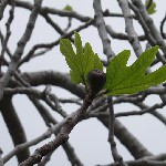 : Ficus carica