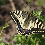 : Papilio machaon