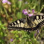 : Papilio machaon