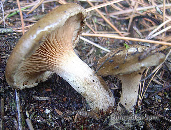 Новозеландский гриб. Вылитая наша «Свинушка Тонкая»