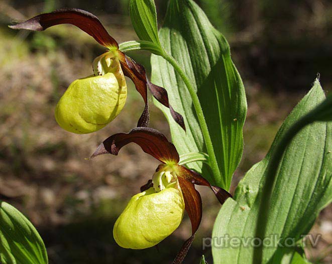 Cypripedium calceolus