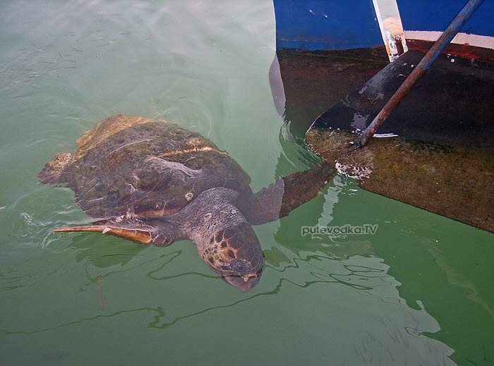 Морские черепахи Аргостоли