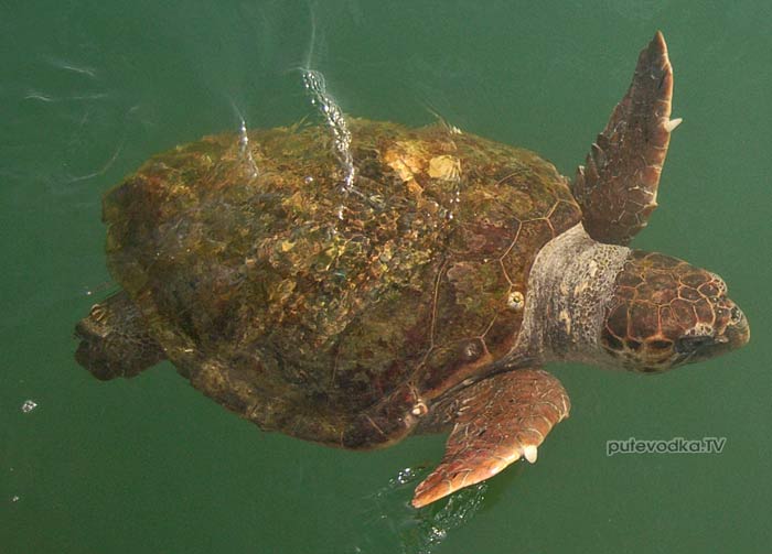Морские черепахи Аргостоли