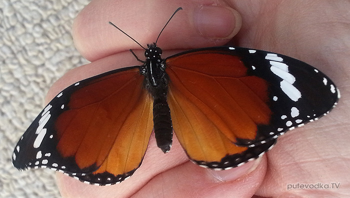 Бабочка-красавица. Тельце — в белых горошинах. Данаида хризипп (Danaus chrysippus)