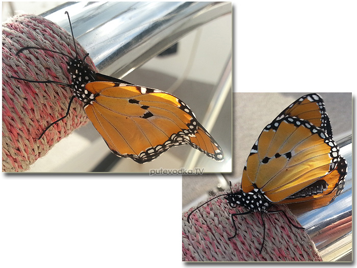 Бабочка-красавица. Тельце — в белых горошинах. Данаида хризипп (Danaus chrysippus)