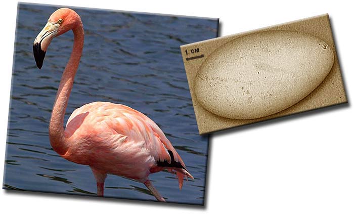 Фламинго (Phoenicopterus) — род птиц, единственный в семействе Фламинговые (Phoenicopteridae) и в отряде Фламингообразные (Phoenicopteriformes)