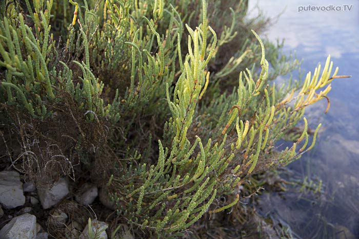  . . .   (Salicornia europaea)         (Chenopodiaceae).