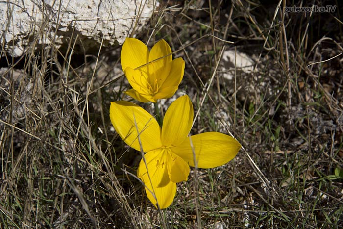 Штернбергия жёлтая (Sternbergia lutea)