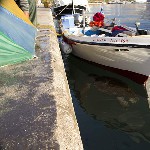 Фото: Греция. Ионическое море. О-в Кефалония. Аргостоли. Черепахи Caretta Caretta (Логгерхед).