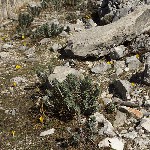 Фото: Молочай миртолистный (Euphorbia myrsinites) и желтые крокусы (род Crocus)