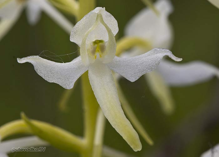 Любка двулистная, Ночная фиалка (Platanthera bifolia)
