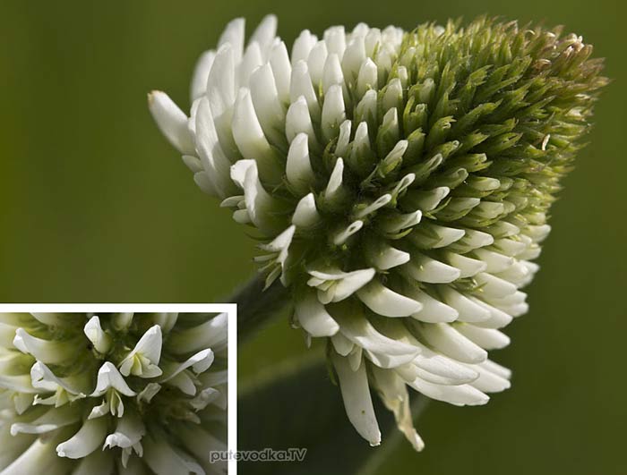 Клевер горный (Trifolium montanum)