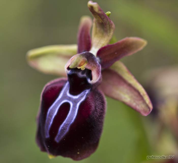 Офрис сосочковая (Ophrys mammosa) — многолетнее травянистое растение семейства Орхидные (Orchidaceae).