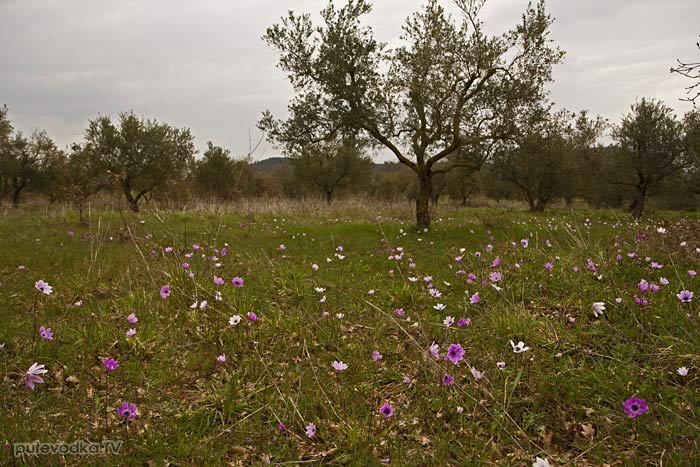 Оливковый сад и Анемоны павлиньи.