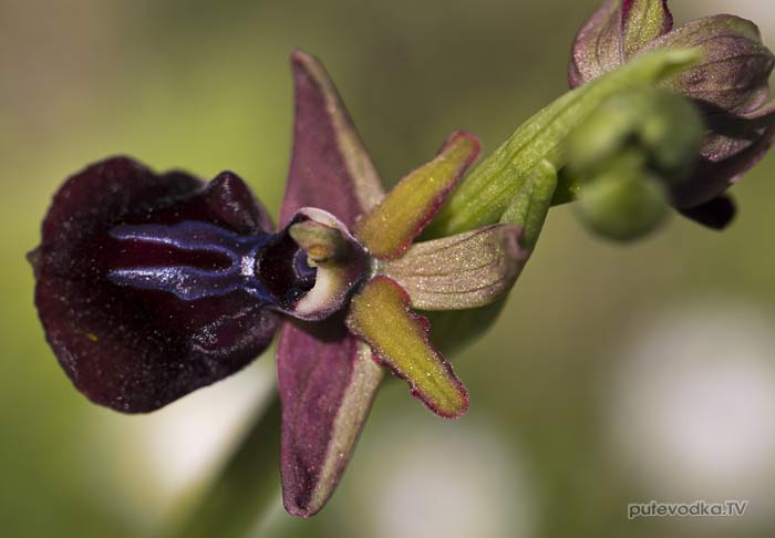   (Ophrys mammosa)