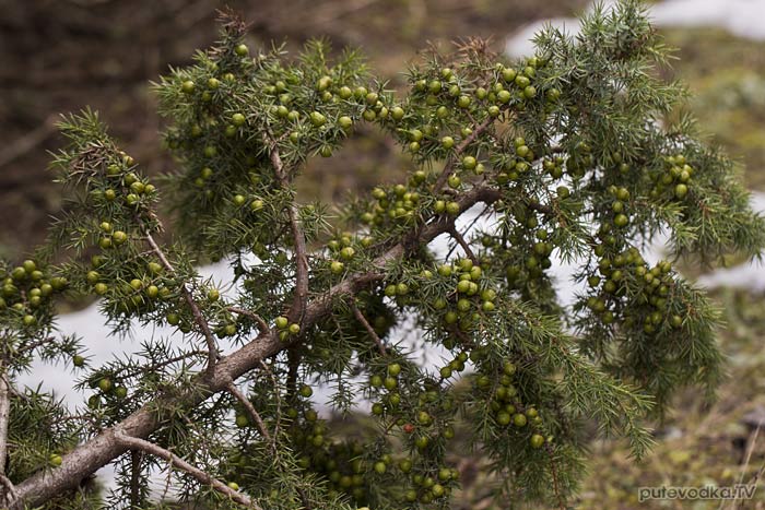   (Juniperus deltoides)