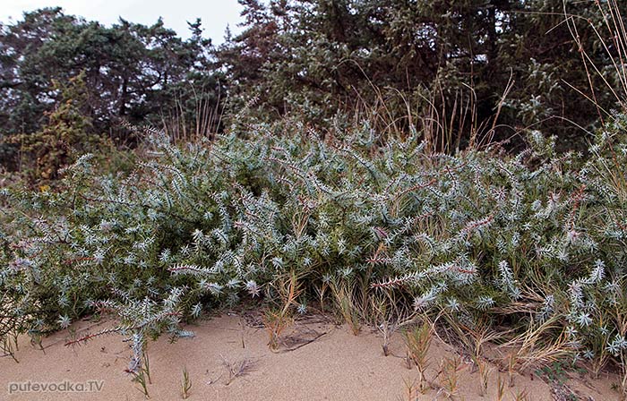Греция. о. Парос. Дюны. Можжевельник крупноплодный (Juniperus oxycedrus ssp. macrocarpa).