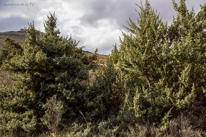 Можжевельник (Juniperus oxycedrus ssp. macrocarpa)