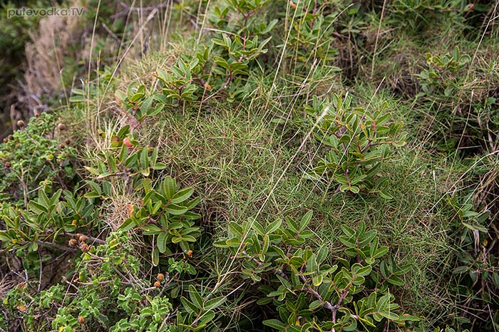 Коротконожка притуплённая (Brachypodium retusum)