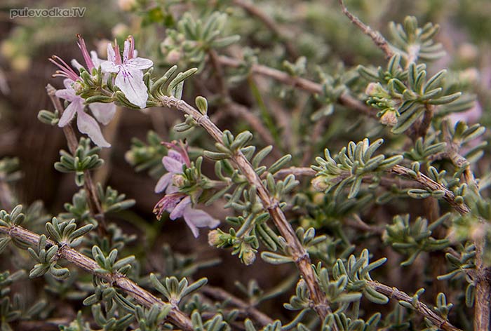 Дубровник коротколистный (Teucrium brevifolium)