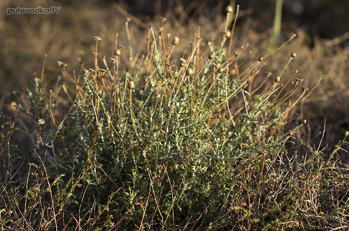 Фагналон скальный греческий (Phagnalon rupestre ssp. graecum)