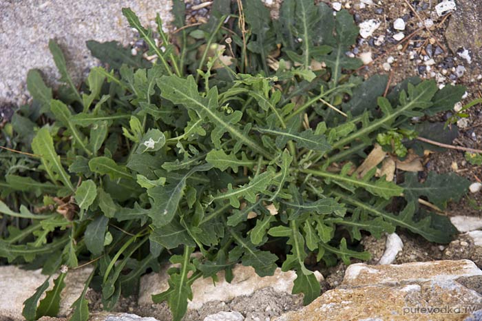 Рейхардия горлюховидная (Reichardia picroides)