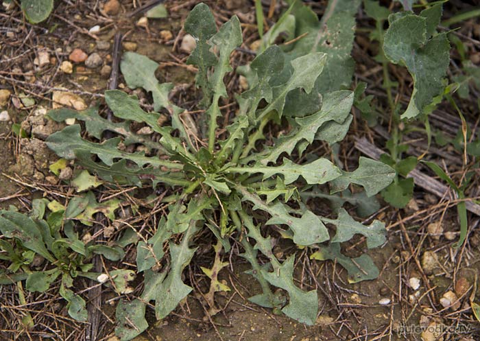 Растение рода Одуванчик (Taraxacum)