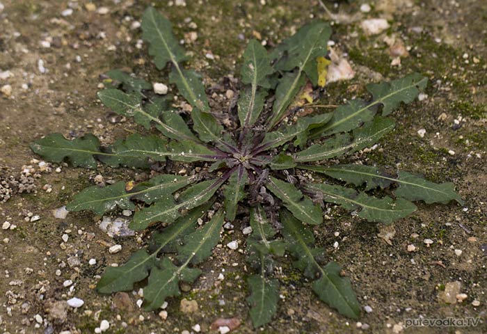 Растение семейства Сложноцветные (Asteraceae)