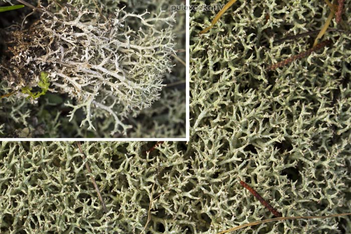 Лишайник (Lichenes)