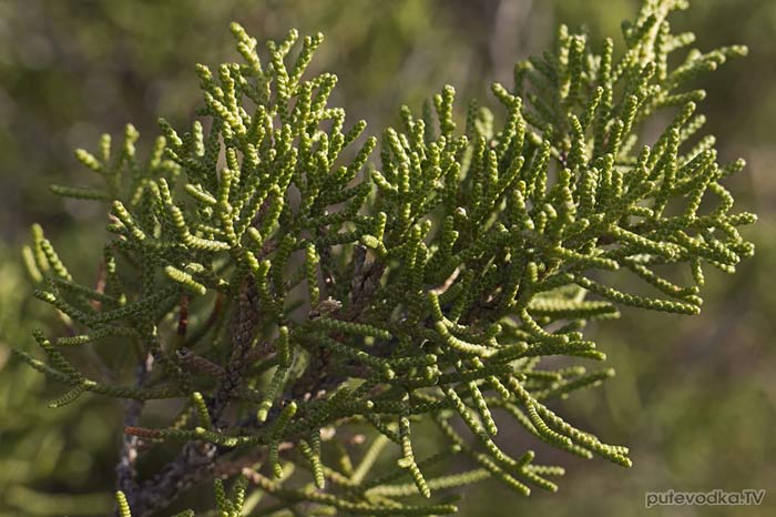 Можжевельник красноплодный (Juniperus phoenicea)