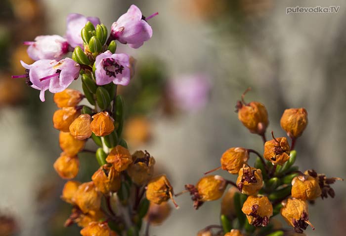 Эрика пучкоцветная (Erica manipuliflora)