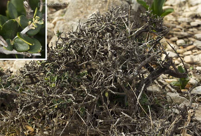 Маслина лесная (Olea europaea var. sylvestris)