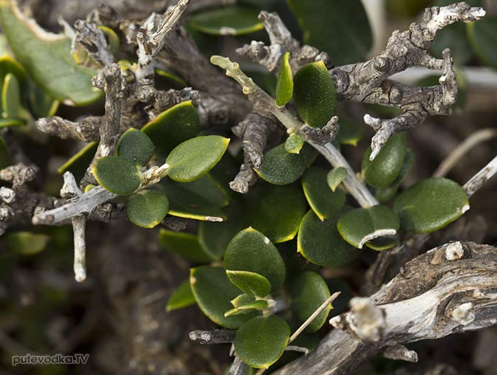Маслина лесная (Olea europaea var. sylvestris)