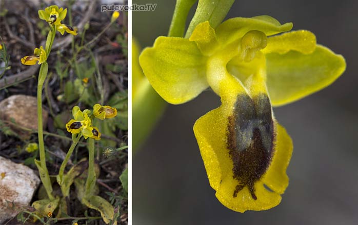 Офрис жёлтый (Ophrys lutea)