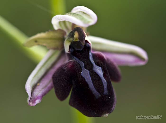 Офрис сосочковая (Ophrys mammosa)