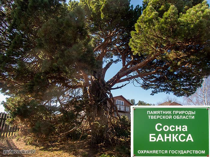 Сосна Банкса (Pinus banksiana) | putevodka.tv