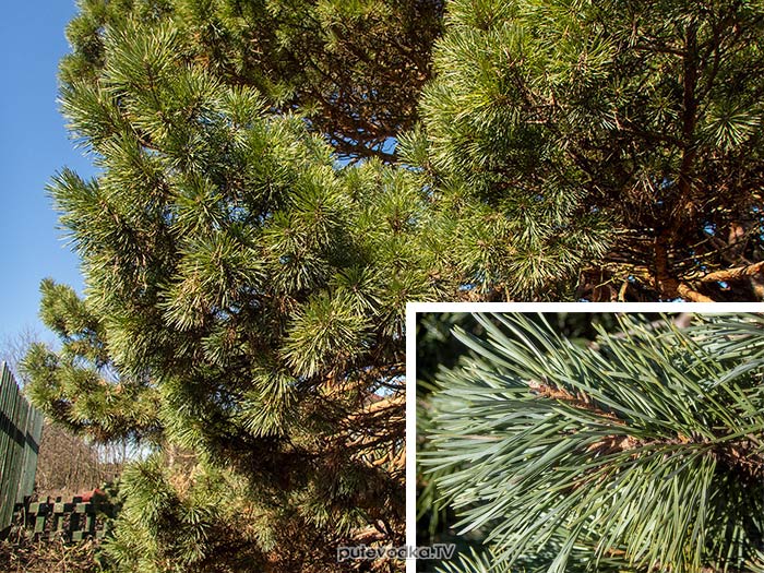 Сосна Банкса (Pinus banksiana), Нутрово, Тверская область. Часть кроны и хвоя на верхушке побега | putevodka.tv